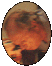 Lee